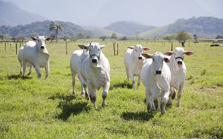 поле, коровы, взгляд, быки, пастбище, корова, бег, стадо, бык, морды, field, cows, look, bulls, pasture, cow, running, the herd, bull, muzzle