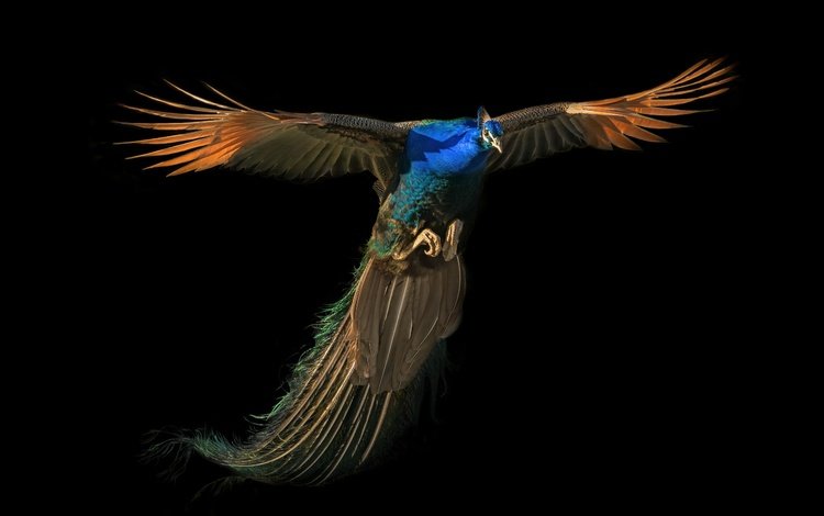 полет, павлин, flight, peacock