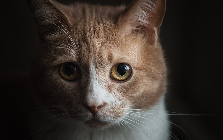 портрет, мордочка, кошка, взгляд, темный фон, portrait, muzzle, cat, look, the dark background