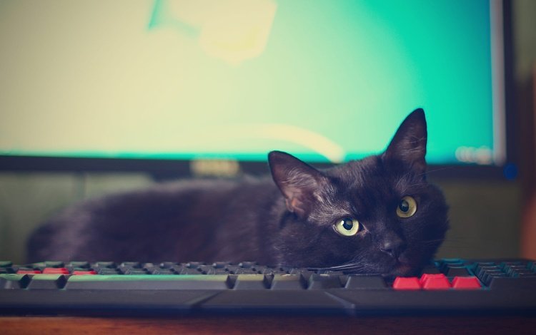 поза, компьютер, кот, мордочка, кошка, взгляд, черный, лежит, монитор, клавиатура, keyboard, pose, computer, cat, muzzle, look, black, lies, monitor