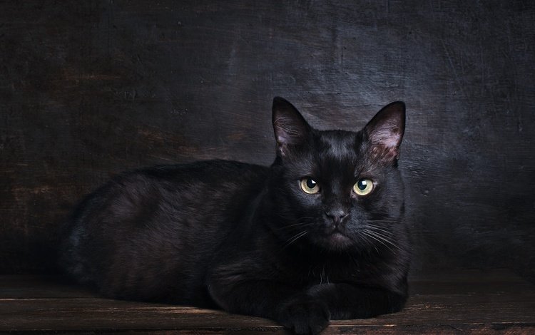 поза, кот, мордочка, кошка, взгляд, черный, лежит, темный фон, фотостудия, studio, pose, cat, muzzle, look, black, lies, the dark background