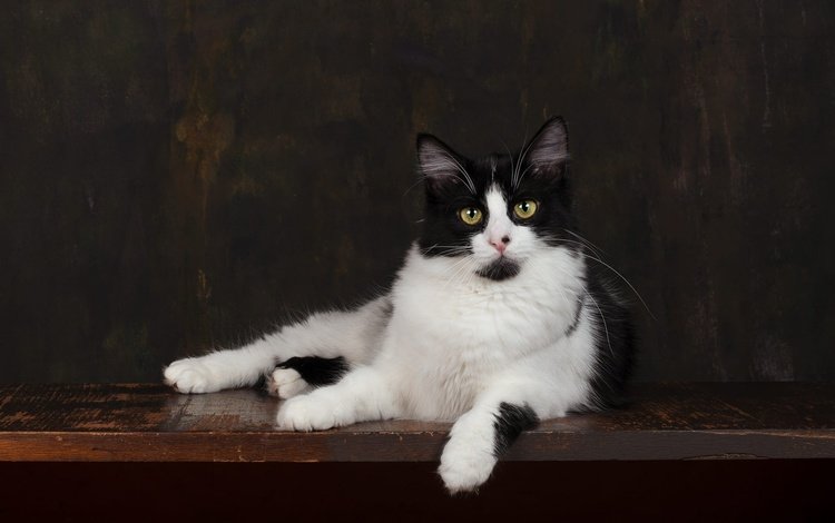 поза, кот, мордочка, кошка, взгляд, лежит, темный фон, чёрно-белый, фотостудия, studio, pose, cat, muzzle, look, lies, the dark background, black and white