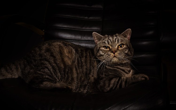поза, фотостудия, кот, мордочка, кошка, взгляд, лежит, темный фон, кресло, шотландский, scottish, pose, studio, cat, muzzle, look, lies, the dark background, chair