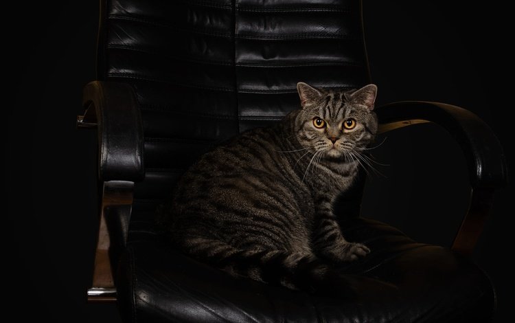 поза, полосатый, кот, шотландский, мордочка, фотостудия, кошка, взгляд, серый, темный фон, кресло, кожа, leather, pose, striped, cat, scottish, muzzle, studio, look, grey, the dark background, chair