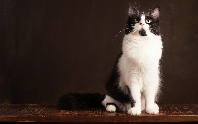 поза, кот, мордочка, кошка, взгляд, сидит, темный фон, чёрно-белый, фотостудия, studio, pose, cat, muzzle, look, sitting, the dark background, black and white