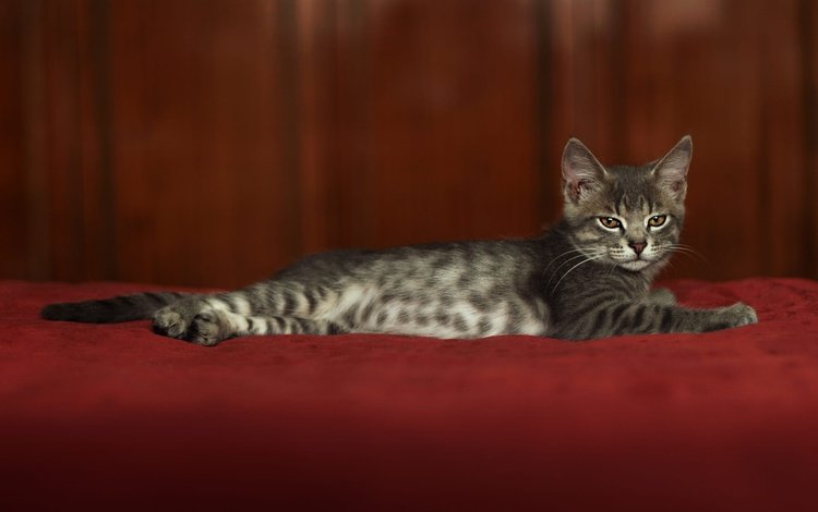 поза, фотостудия, мордочка, кошка, взгляд, котенок, лежит, серый, красный фон, pose, studio, muzzle, cat, look, kitty, lies, grey, red background