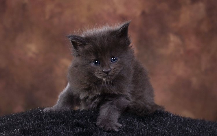 поза, мех, мордочка, фотостудия, кошка, взгляд, котенок, пушистый, серый, темный фон, pose, fur, muzzle, studio, cat, look, kitty, fluffy, grey, the dark background