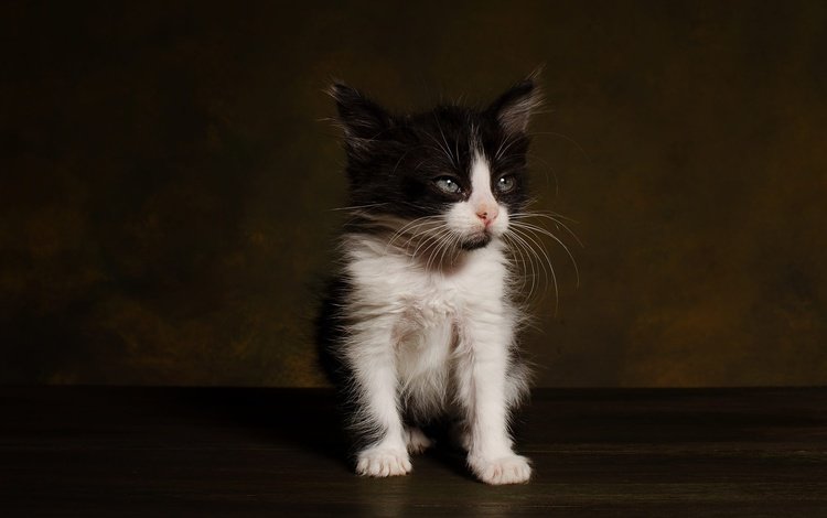 поза, мордочка, кошка, взгляд, котенок, темный фон, чёрно-белый, фотостудия, pose, muzzle, cat, look, kitty, the dark background, black and white, studio