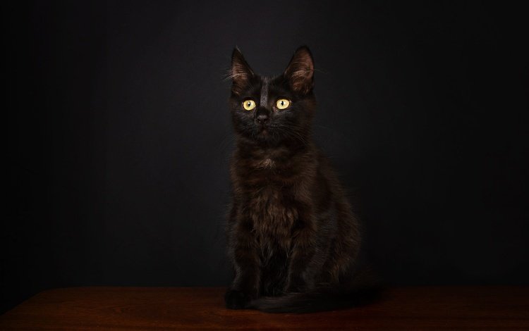 поза, мордочка, взгляд, котенок, черный, сидит, темный фон, фотостудия, pose, muzzle, look, kitty, black, sitting, the dark background, studio