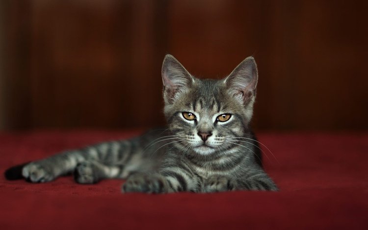 поза, мордочка, взгляд, котенок, лежит, серый, красный фон, фотостудия, pose, muzzle, look, kitty, lies, grey, red background, studio