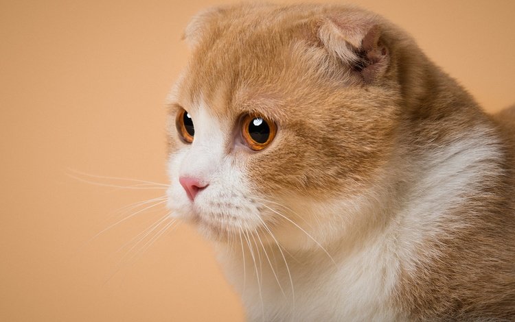 поза, портрет, кот, кошка, взгляд, мордашка, оранжевый фон, вислоухий, pose, portrait, cat, look, face, orange background, fold