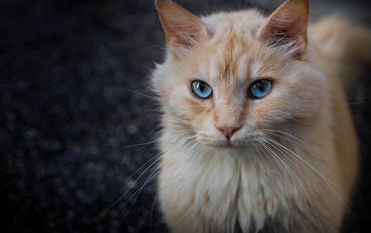 поза, портрет, кот, кошка, взгляд, темный фон, мордашка, голубые глаза, рыжий, red, pose, portrait, cat, look, the dark background, face, blue eyes