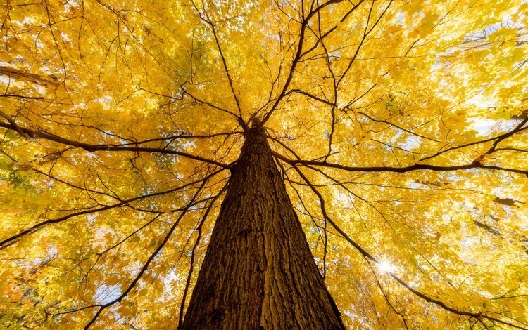 природа, дерево, осень, nature, tree, autumn