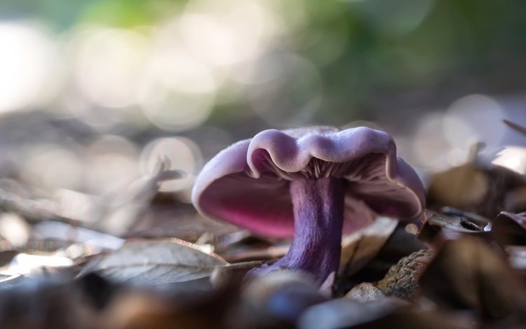 природа, фон, гриб, nature, background, mushroom