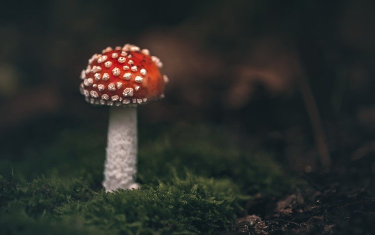 природа, гриб, nature, mushroom