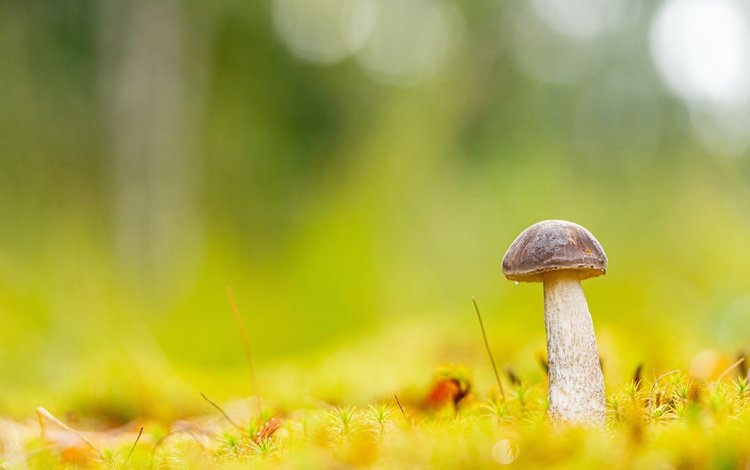 природа, гриб, nature, mushroom