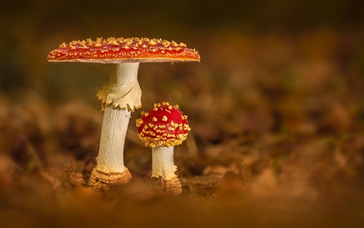 природа, грибы, nature, mushrooms
