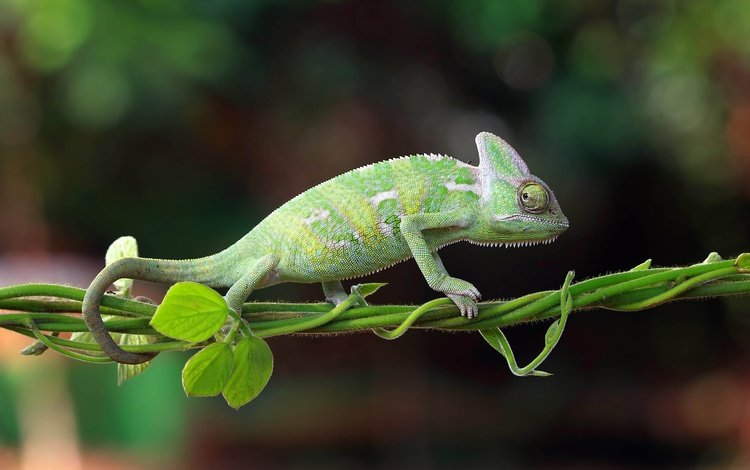 природа, хамелеон, индонезия, nature, chameleon, indonesia