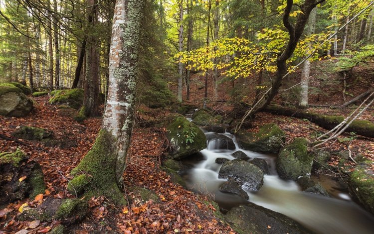 природа, камни, лес, ручей, осень, nature, stones, forest, stream, autumn