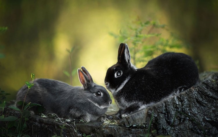 природа, кролик, кролики, пень, зайчики, nature, rabbit, rabbits, stump, bunnies