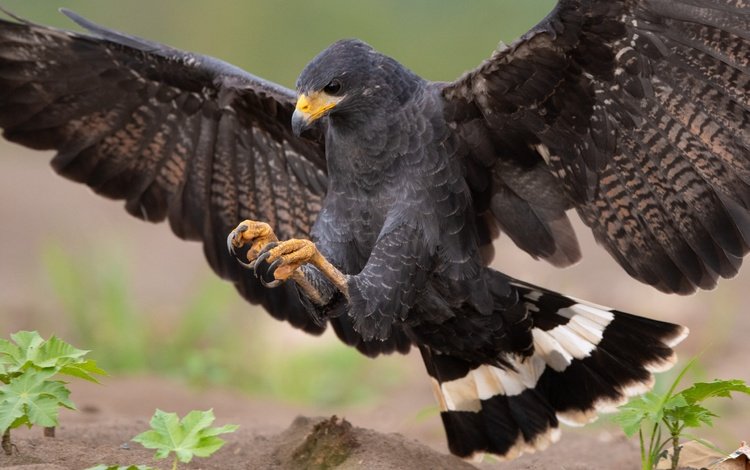 природа, крылья, хищник, птица, ястреб, приземление, размах, nature, wings, predator, bird, hawk, landing, the scope
