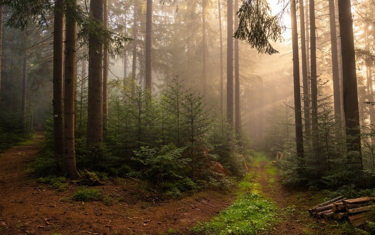 природа, лес, туман, nature, forest, fog