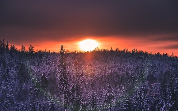 природа, лес, закат, nature, forest, sunset