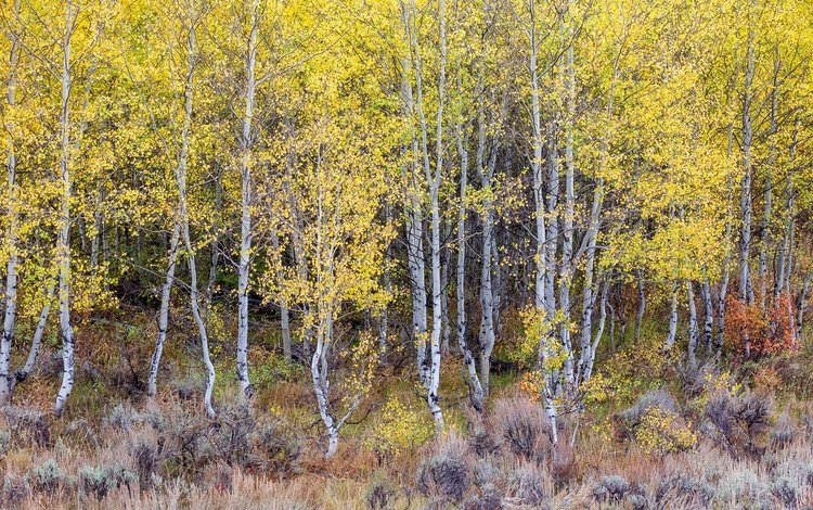 природа, лес, nature, forest