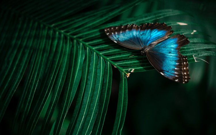 природа, боке, листья, макро, насекомое, бабочка, темный фон, растение, синяя, nature, bokeh, leaves, macro, insect, butterfly, the dark background, plant, blue