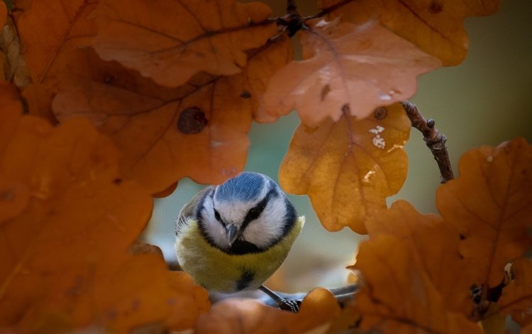 природа, листья, осень, птица, синица, nature, leaves, autumn, bird, tit
