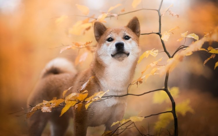 природа, листья, ветки, осень, собака, сиба-ину, nature, leaves, branches, autumn, dog, shiba inu