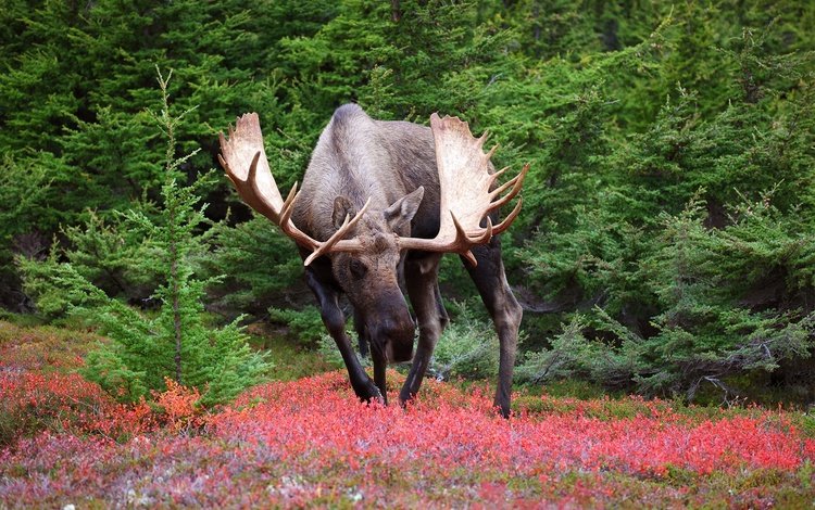 природа, лось, nature, moose