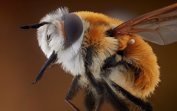 природа, макро, пчела, nature, macro, bee