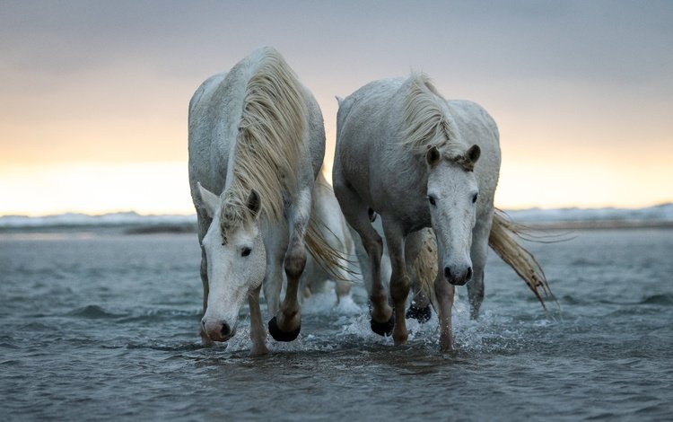 природа, море, пара, белые, лошади, кони, nature, sea, pair, white, horse, horses