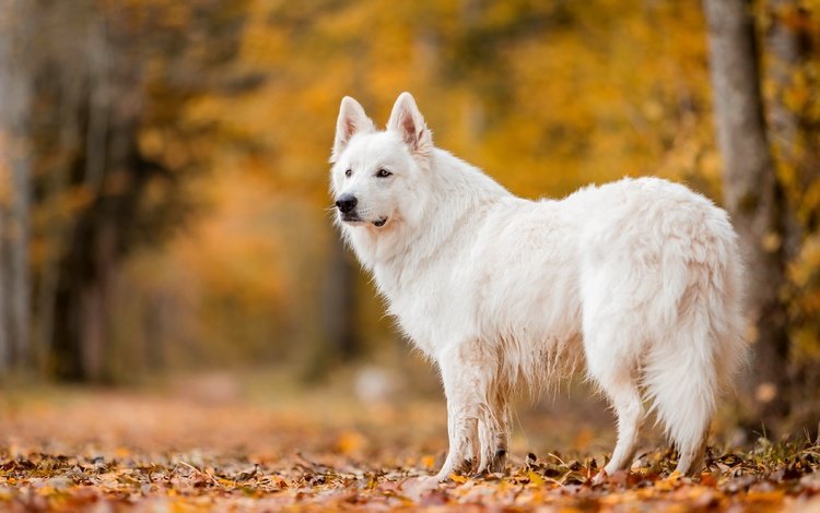природа, осень, собака, nature, autumn, dog