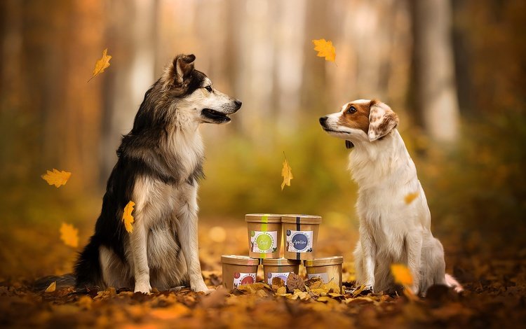 природа, осень, собаки, nature, autumn, dogs