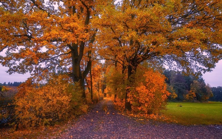 природа, осень, nature, autumn