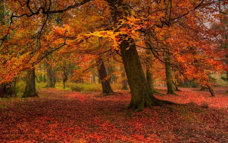 деревья, природа, листья, парк, осень, листопад, trees, nature, leaves, park, autumn, falling leaves
