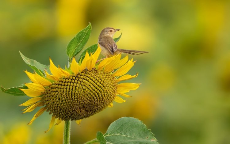 природа, подсолнух, птица, nature, sunflower, bird
