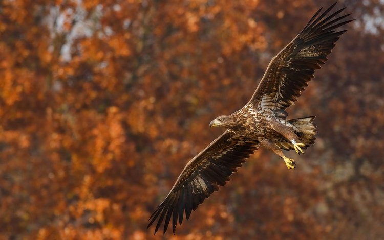 природа, полет, осень, орел, птица, боке, размах крыльев, nature, flight, autumn, eagle, bird, bokeh, wingspan