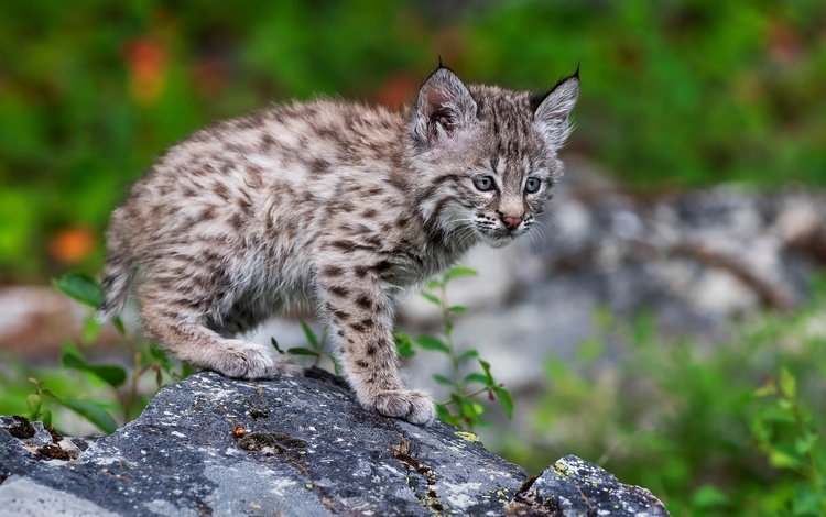 природа, поза, рысь, котенок, камень, детеныш, боке, рысёнок, nature, pose, lynx, kitty, stone, cub, bokeh, a small lynx