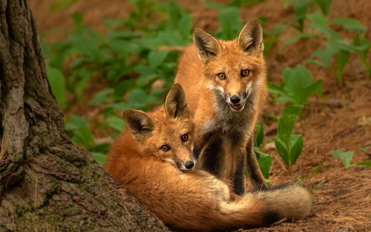 природа, поза, взгляд, парочка, рыжие, лисята, лисы, nature, pose, look, a couple, red, cubs, fox