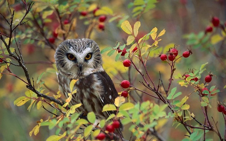 природа, птица, ягоды, североамериканский мохноногий сыч, nature, bird, berries, north american boreal owl