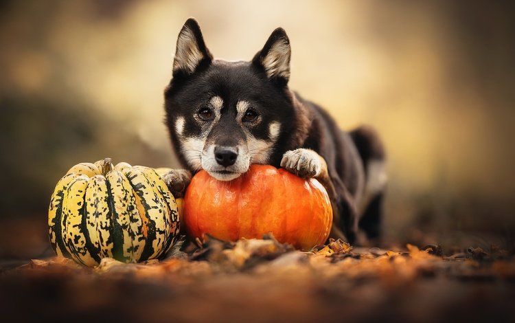 природа, собака, тыква, nature, dog, pumpkin