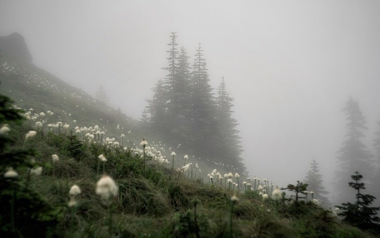 природа, туман, осень, nature, fog, autumn