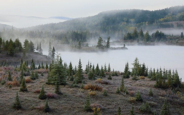 природа, лес, туман, осень, елки, nature, forest, fog, autumn, tree