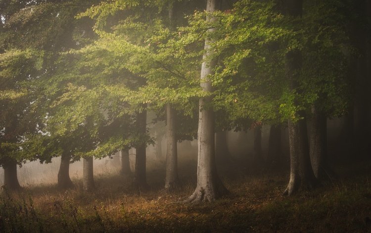 природа, лес, туман, nature, forest, fog