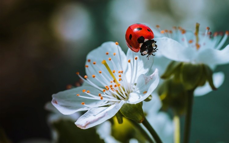 природа, жук, макро, насекомое, божья коровка, весна, цветки, nature, beetle, macro, insect, ladybug, spring, flowers