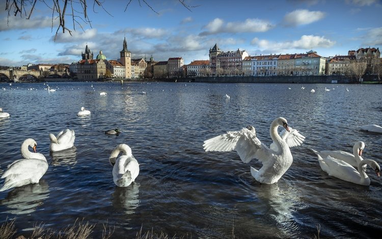 река, город, дома, птицы, здания, прага, лебеди, чехия, river, the city, home, birds, building, prague, swans, czech republic