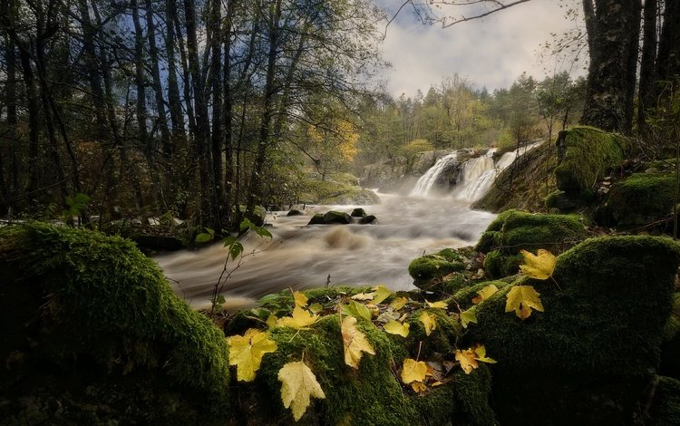 река, лес, river, forest